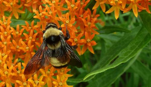The underappreciated benefits of wild bees