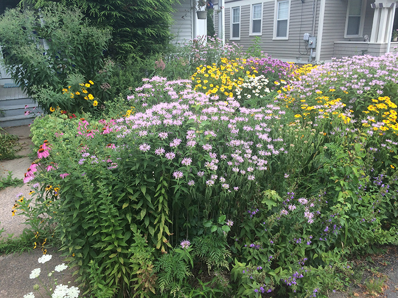 Photo of a front garden with no lawn. Instead, it is covered with flowering plants.