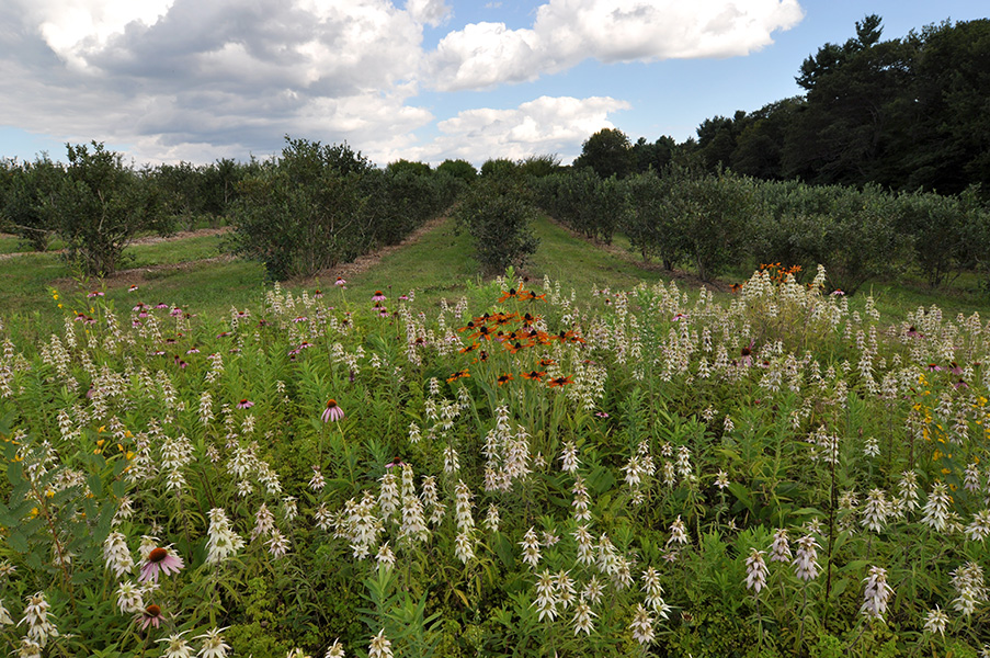 Photo of a field, with flowers in the foreground.
