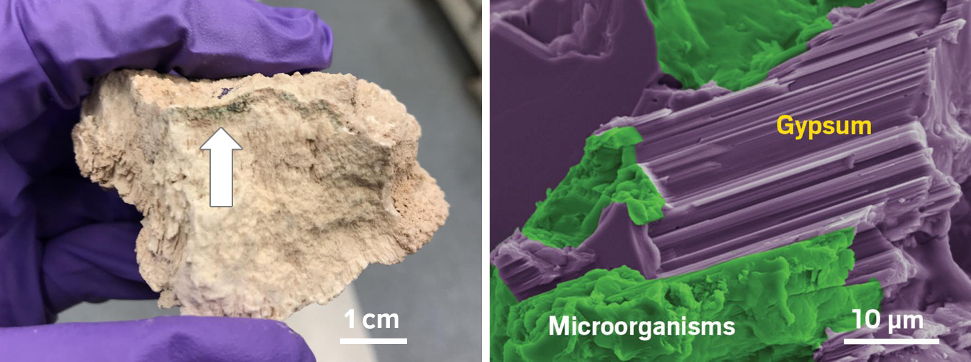 Two photos, a hand holds a piece of rock and a close-up image reveals microbes within.