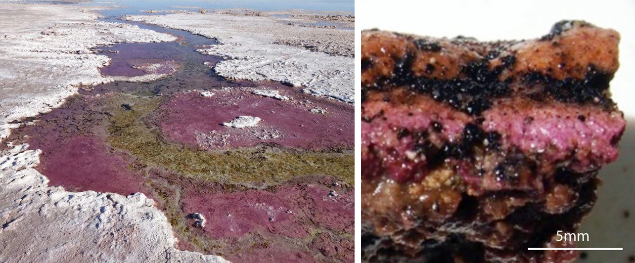 Two photos, one of a shallow basin covered in purple and brown mats of microbes, another shows a slice of the mat, which is streaked with purple and orange.