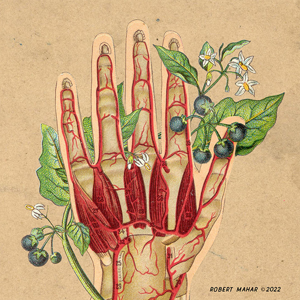 Botanical bodies