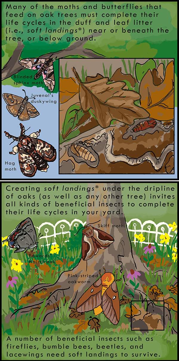 A cartoon illustration shows how to create soft leaf litter beds below oak trees, on which caterpillars, moths and other insects can complete their life cycles.