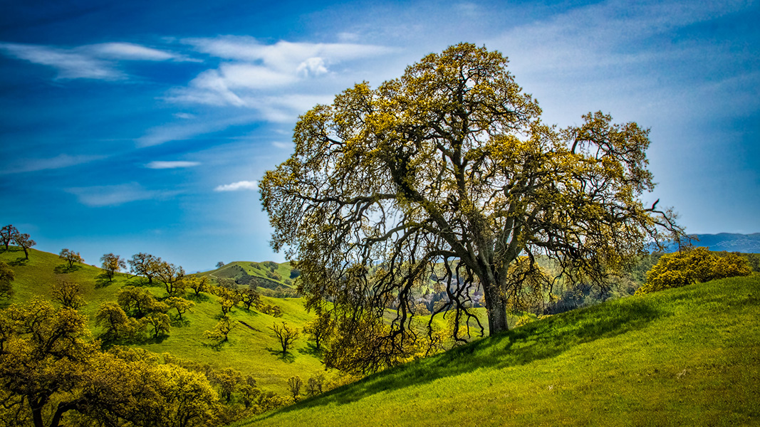 A large oak tree in the green foothills of California’s Mount Diablo State Park