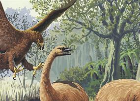 How a giant eagle came to dominate ancient New Zealand