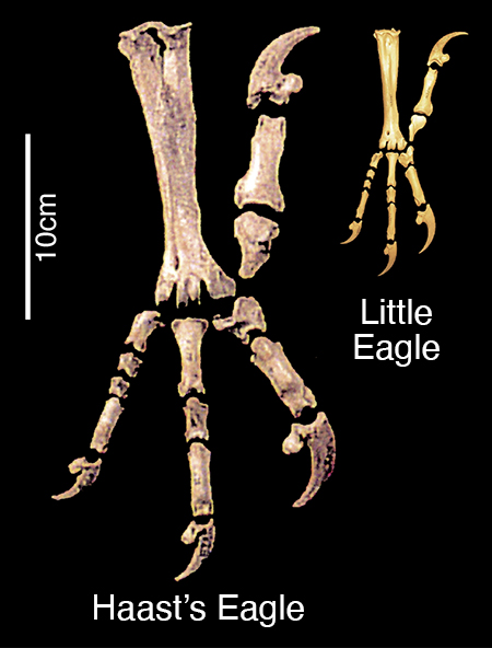 Photo comparing claw bones of the very large Haast’s eagle to those of the very small little eagle.