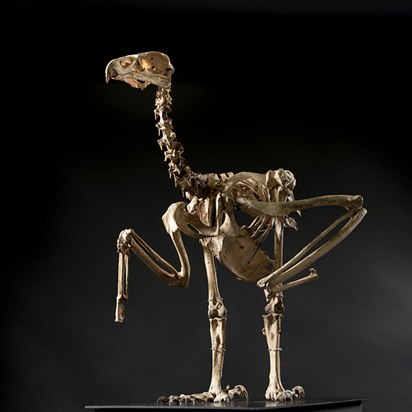 Photo of a giant bird skeleton in standing position
