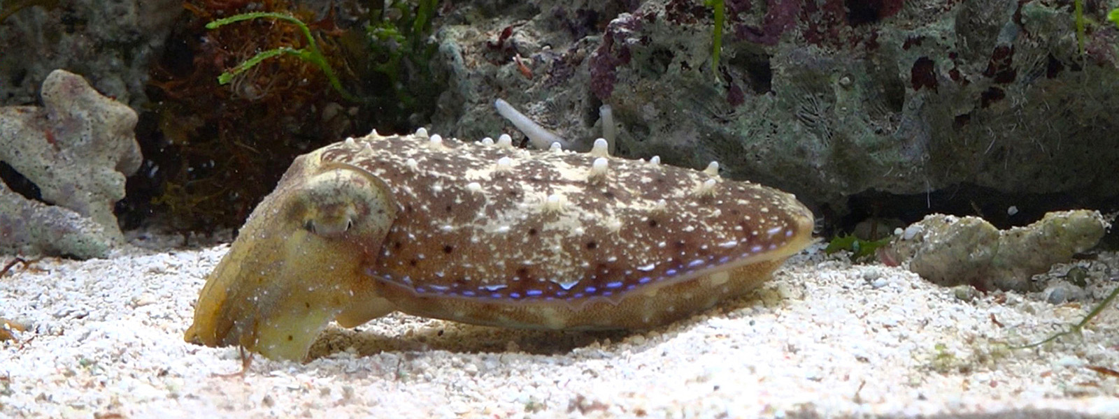 Do insects sleep? Do octopus dream? | Knowable Magazine