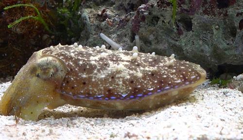 Photograph of a cuttlefish