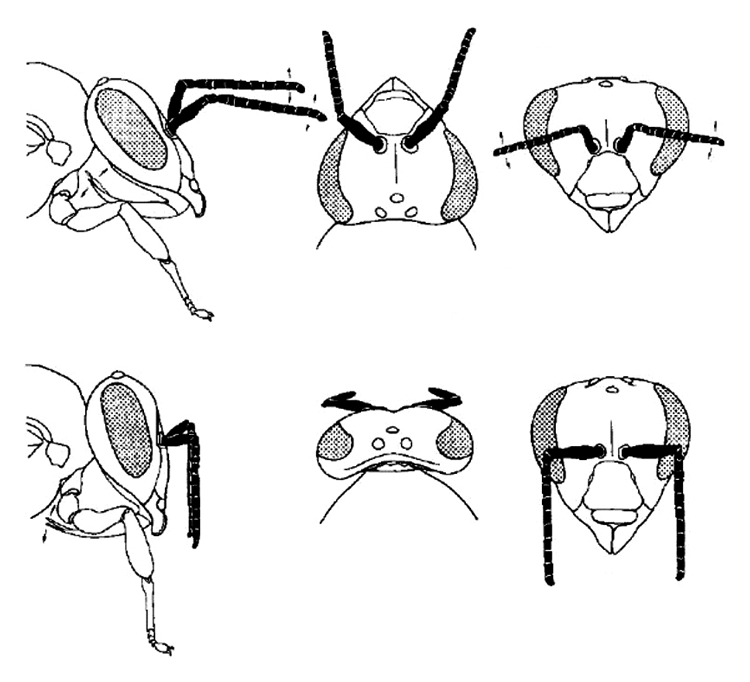 Illustration shows three views (in profile, from above and facing forward) of a honeybee head. Top row shows the insect awake with antennae held aloft and moving slightly. Bottom row shows the antennae drooping down during sleep.