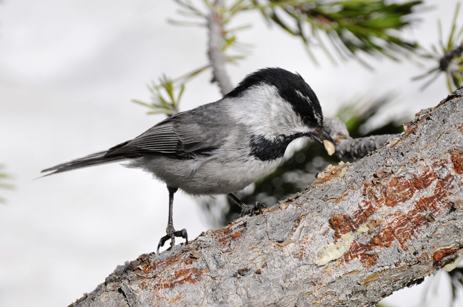 Photo shows a juvenile mountain chickadee in winter with a seed in its beak.