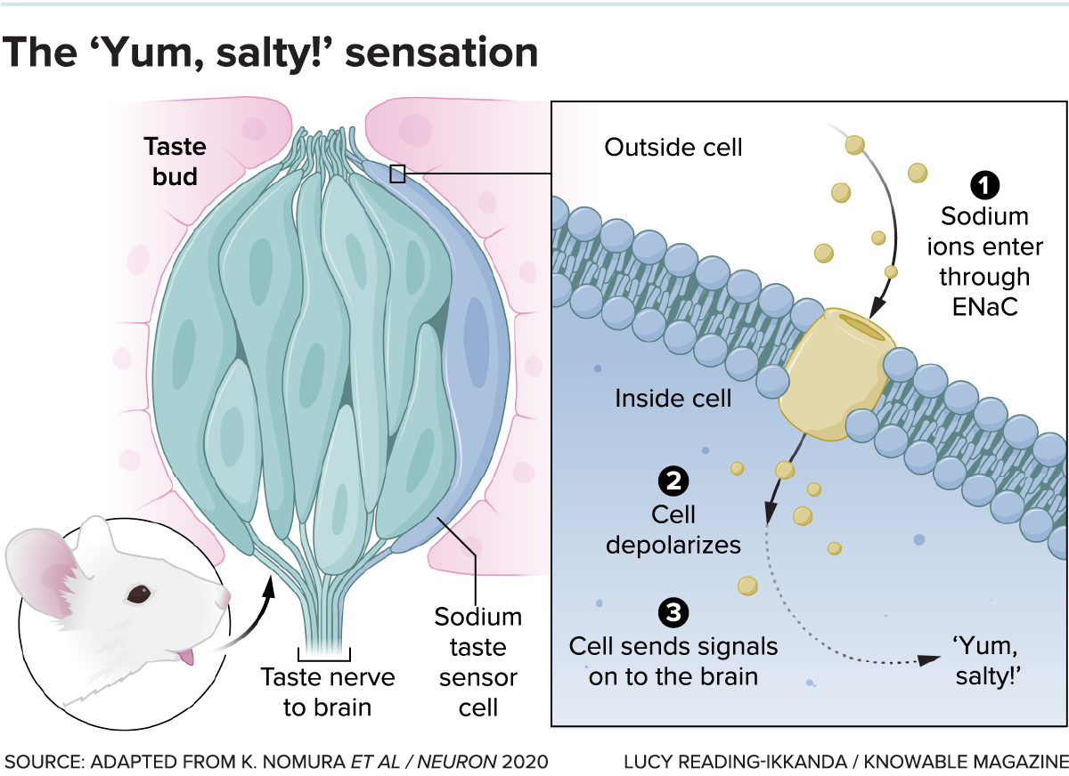 Graphic shows the location of salt-sensing cells in the taste bud. An inset shows how sensing sodium leads to a signal in a nerve cell.