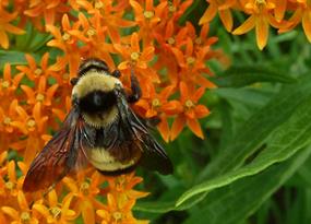 Los beneficios menospreciados de las abejas silvestres