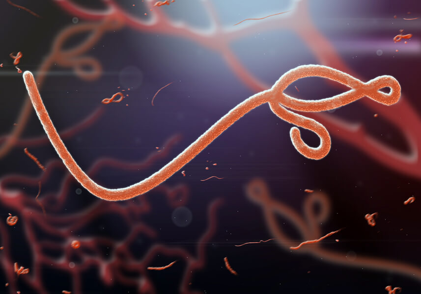 Illustration of the Ebola virus.