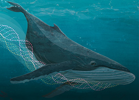The evolution of whales from land to sea