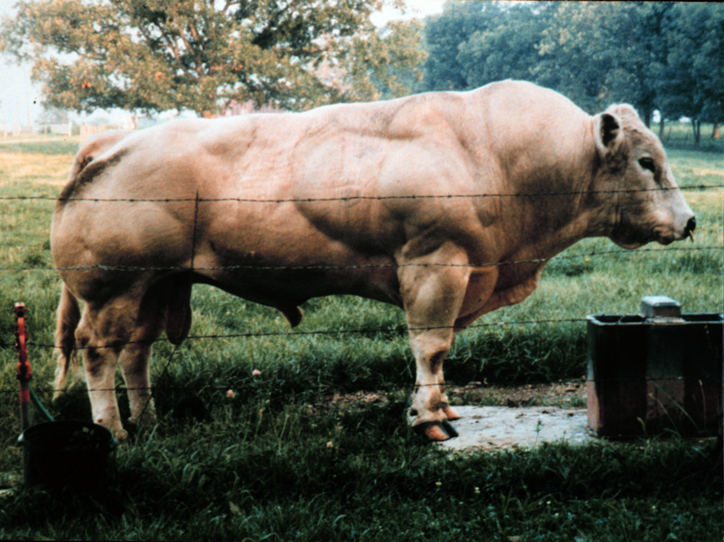 Photograph of a very muscular Belgian Blue bull, brown in color. It is standing in a field.