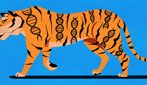 From tiger scat to DNA to — hopefully — survival