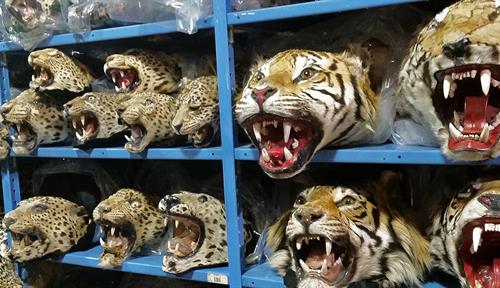 Photograph shows shelves holding tiger and jaguar heads and pelts.