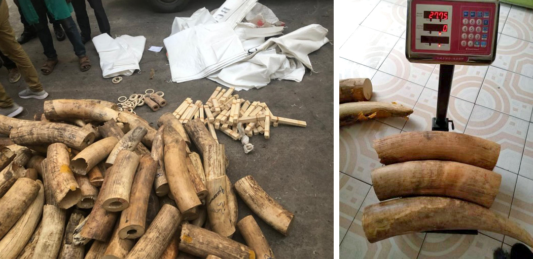 Two photos show pieces of elephant tusks from a warehouse. On the left is a large pile of ivory and on the right are three pieces on a scale.