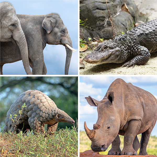 A collage shows an elephant, an alligator, a white rhinoceros, and a pangolin