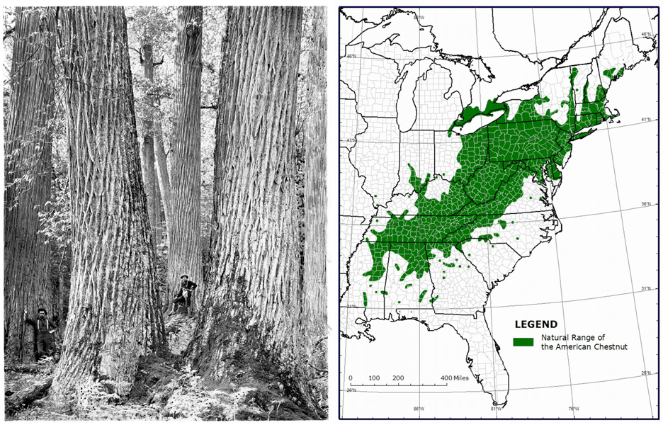 A map shows the historic range of the American chestnut and a photograph shows men posing by massive chestnut trees.