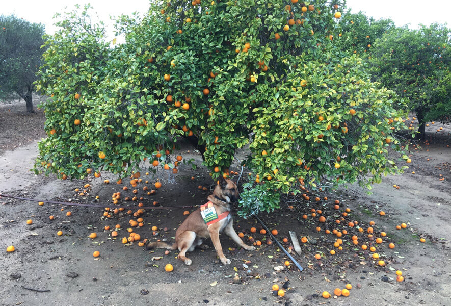 Photograph of a dog sitting under a citrus tree in an orchard. Fruit can be seen in the tree and on the ground beneath it.