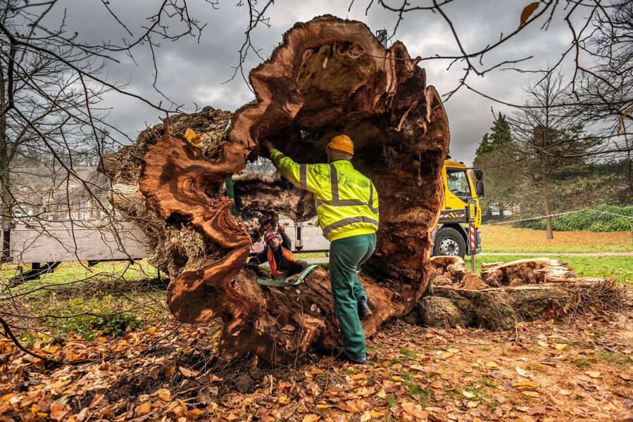 The trunk of a massive, felled tree is lying on the ground. A workman in yellow jacket and orange safety hat is standing at the hollow trunk’s base, looking as though he is about to climb inside it. A yellow work truck is in the background.