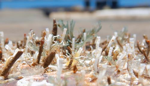 Photograph of tubeworms and other encrusting animals growing on a flat plate that was immersed in the ocean.