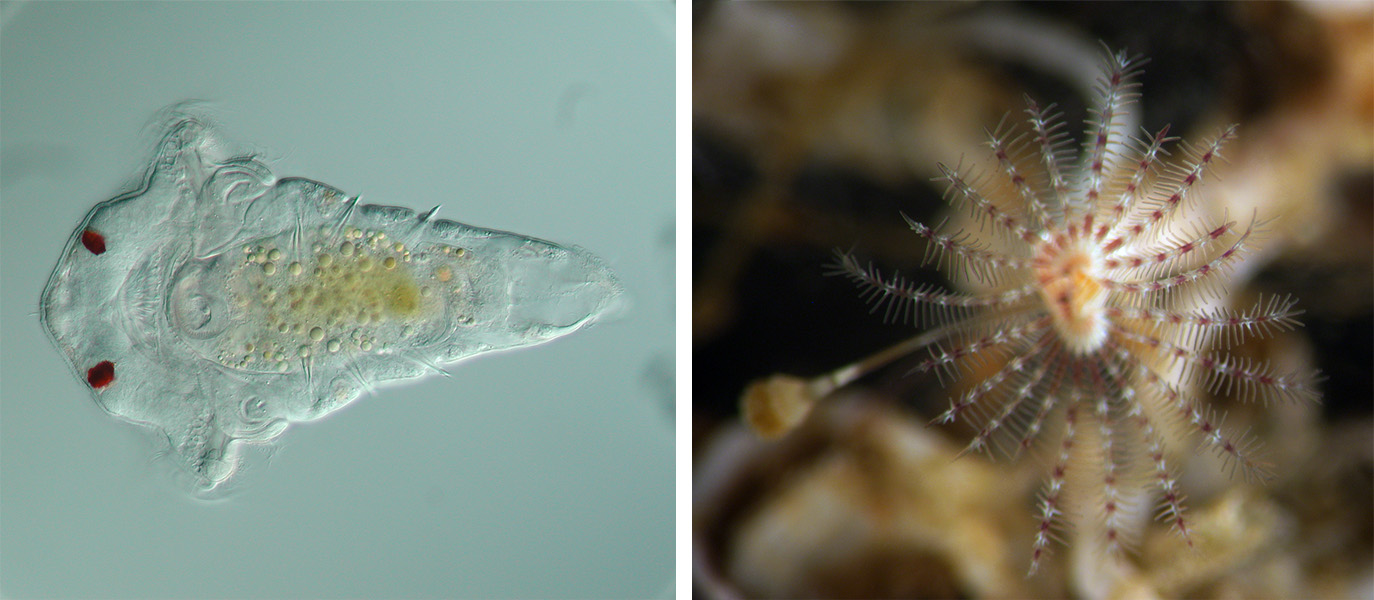 Photos of a blob-shaped tubeworm larva (left) and adult with a fan of red-and-white striped tentacles (right).