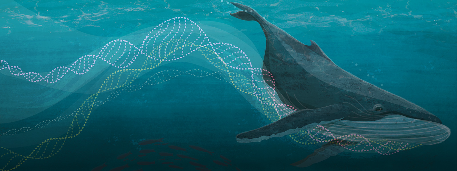 Drawing of a whale swimming in the ocean, a giant swirl of DNA in its wake