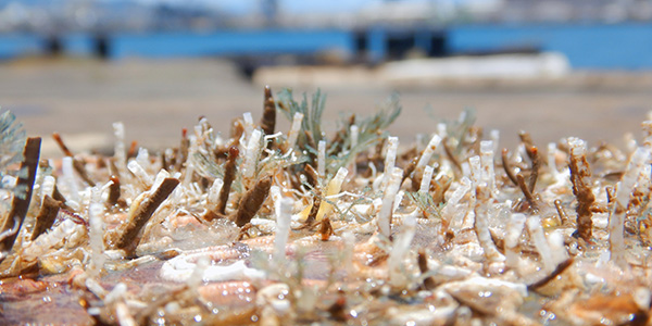 Photograph of tubeworms and other encrusting animals growing on a flat plate that was immersed in the ocean.