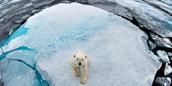 Polar bear on sea ice