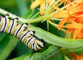 How a poisonous plant became breakfast, lunch and dinner for monarchs