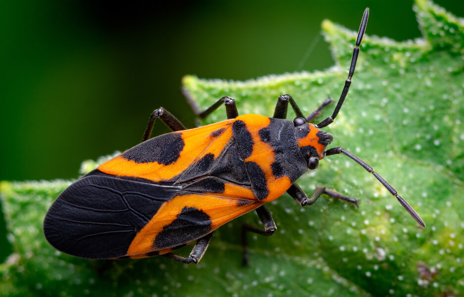 Close-up photograph of a bright orange-and-black insect sitting on a leaf