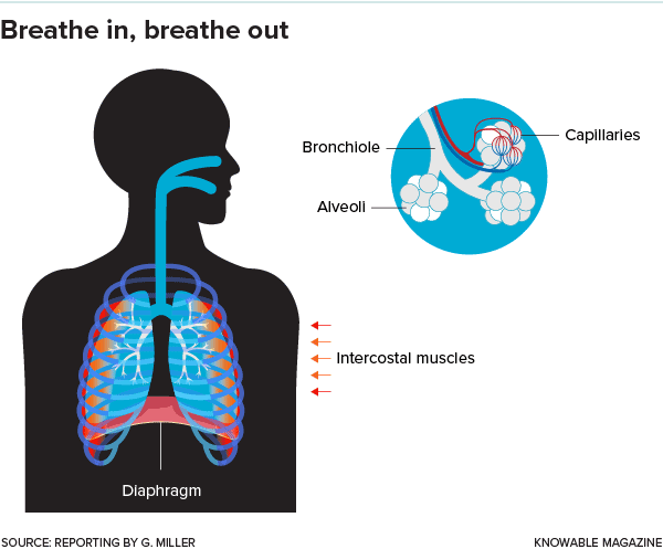 Graphic of a human torso showing airways, lungs, diaphragm, intercostal muscles and a blow-up of lung tissue showing bronchiole, alveoli and capillaries.