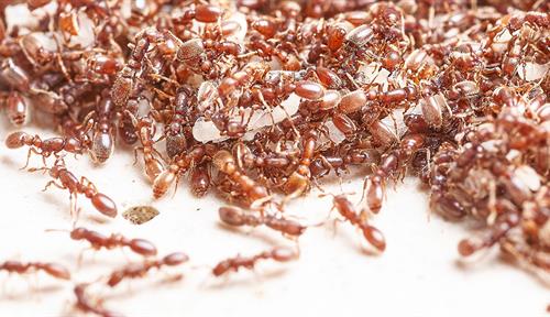Photograph of many ants.