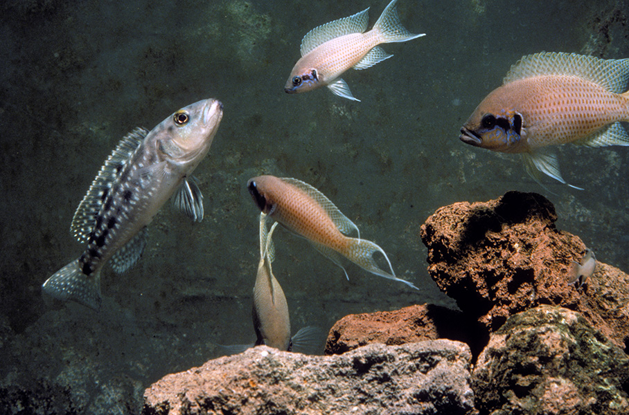 Photograph of cichlids defending their eggs from a larger cichlid.