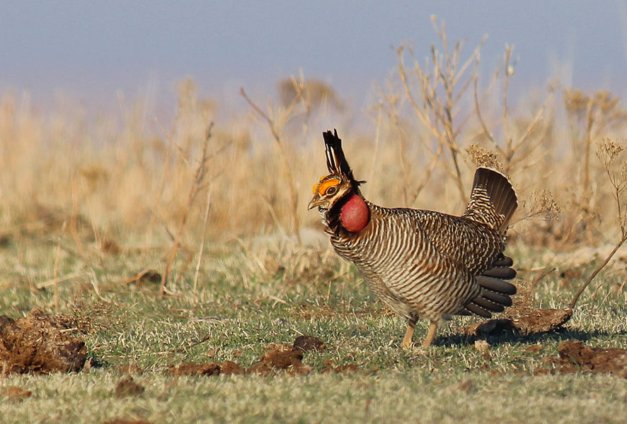 Photograph of a prairie chicken, with striped brown and tan feather pattern and orange and red coloring around its head.