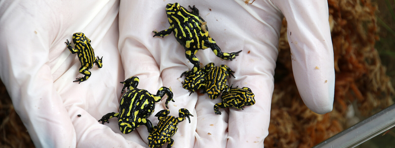 Six New Miniature Frog Species Discovered in Mexico