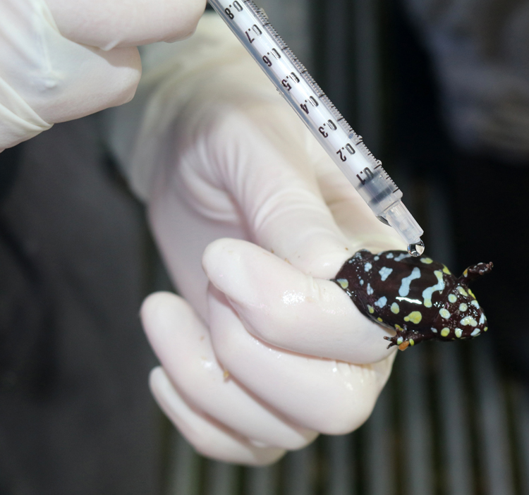 Photograph of gloved hands holding a frog and squirting some liquid from a plastic syringe onto the frog