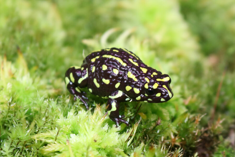 Photograph of northern corroboree frog
