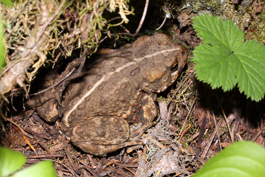 Photograph of a warty-skinned boreal toad