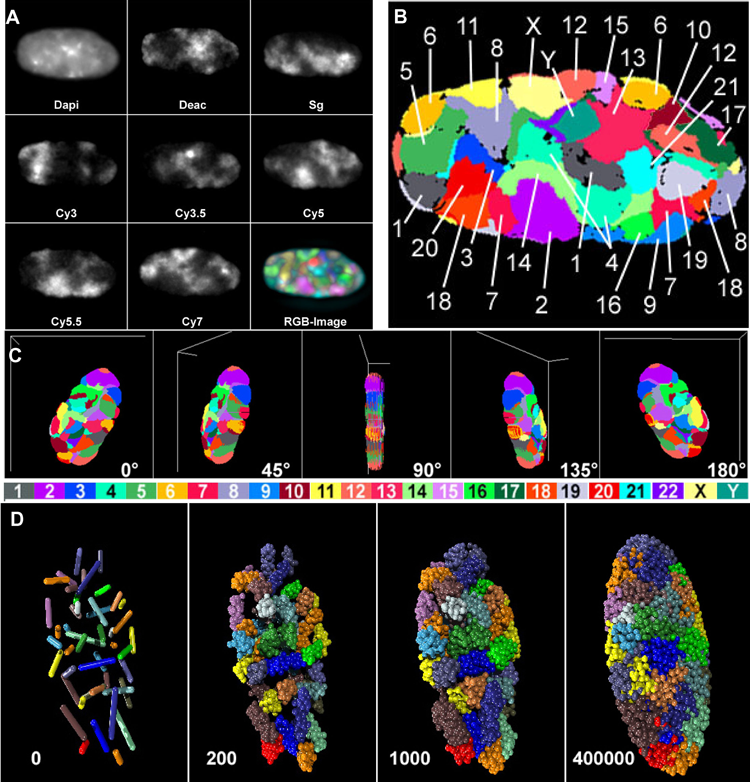 A set of images including ones showing a nucleus stuffed with blobs of different colors. One of those images shows each blob marked with a different number or the letters X and Y.