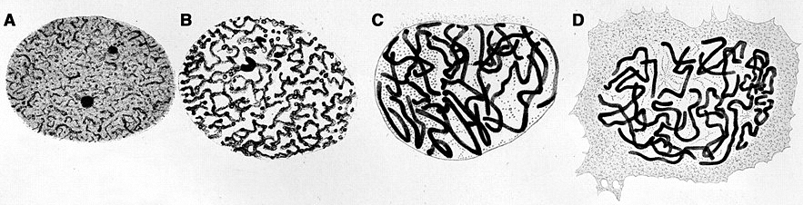Four historical illustrations show round blobs filled with noodle-like structures. The noodles become fatter and more distinct from left to right.