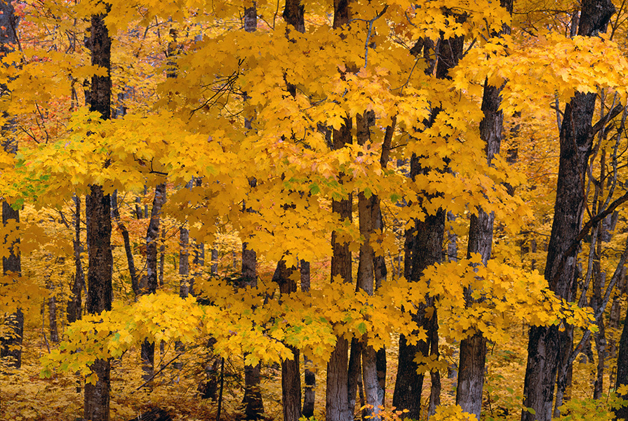 Photograph of sugar maple trees with their leaves turning in autumn.