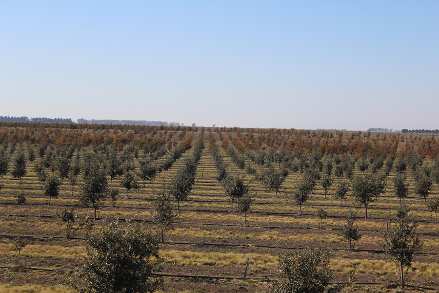 Open shot image showing rows of hundreds of trees under a blue sky.