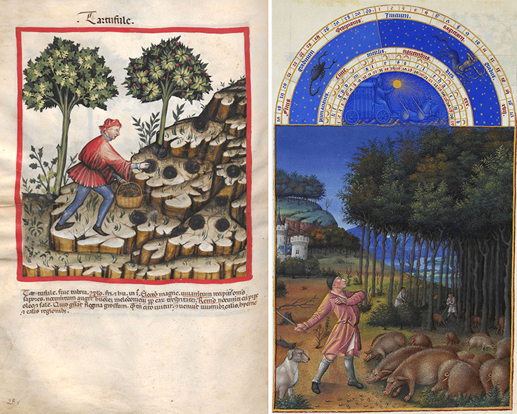 Reproduction of two works of art. On the left we see the image of a truffle gatherer in a 14th century version of the medieval health treatise Tacuinum Sanitatis. On the right, pigs in search of the prized fungus in the 15th century work Les très riches Heures by Jean de France, duc de Berry.