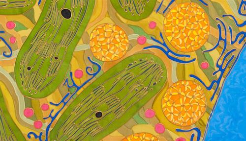 Artist’s conceptual illustration of several green chloroplasts in a cell, along with other cellular structures in pink, blue, yellow and orange. To the right we see part of a large, blue nucleus.