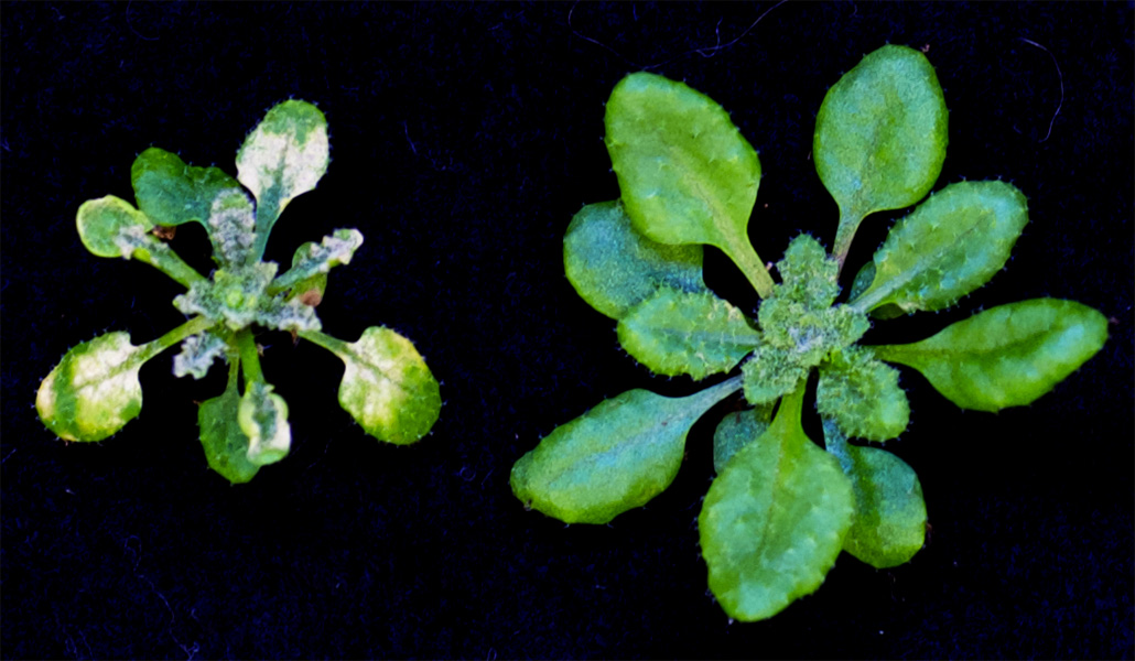 Photograph of two plants with radial arrangements of leaves, seen from above. The plant on the left is smaller and has many pale patches on the leaves. The plant on the right is larger, greener and overall looks more vigorous.