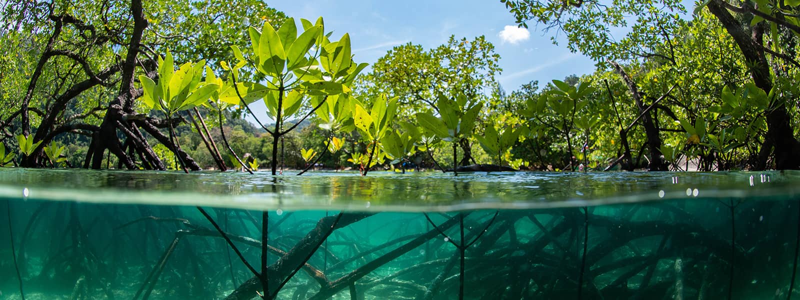  Half-submerged photo of a mangrove forest, showing root systems below water level and branches above.